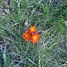 Wildblumen im Rasen von Vallstedt in Stadt Vallstedt