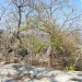 conservator of forest raipur circle in Raipur city