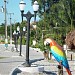 Iguabinha na Araruama city