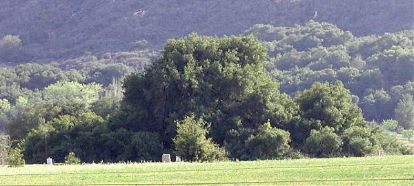 The Great Oak