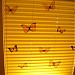 Gershman Interior blinds in Ruse city