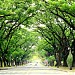 University of the Philippines Diliman