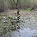 Бывшее болото в пойме реки Яузы в городе Москва