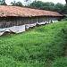 jual ayam potong di kota Bekasi