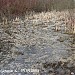 Заболоченный участок на Казённом ручье в городе Москва