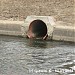 Устье Северного Медведковского ручья в городе Москва