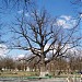 Віковий дуб в місті Херсон