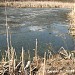 Пруд-болото в правобережной пойме р. Яузы в городе Москва