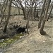 Открытое русло Карачаровского ручья (ручья Фрезер) в городе Москва