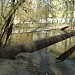 Старый пешеходный мост через р .Сходню в городе Москва