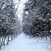 Просека от Абрамцевской просеки до просеки ЛЭП в городе Москва