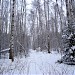 Просека от Абрамцевской просеки до просеки ЛЭП в городе Москва