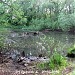 Заболоченный пруд на р. Ичке в городе Москва