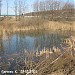Заболоченный копаный пруд в пойме реки Самотёки в городе Москва