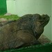 Emperor Valley Zoo in Port-of-Spain city