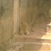 Emperor Valley Zoo in Port-of-Spain city