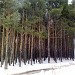 Сосновый бор в городе Москва