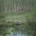 Заболоченный пруд (ru) in Moscow city