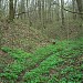 Pustoshkin ravine in Moscow city