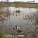 Pond