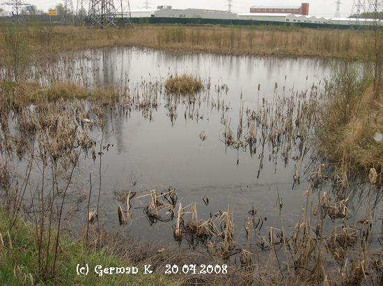 Pond