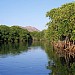 Hara Forests Protected Area  - Mangrove forests