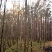Хвойный лес в городе Москва