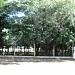 Bosque do 15º B.P.M.  na Rolândia city
