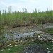 Сфагновая сплавина на Святом озере в городе Москва
