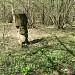 Остатки просеки под ЛЭП в городе Москва