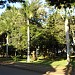 Bosque do Manoel Müller na Rolândia city