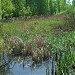 Красный овраг - правый приток Чертановки в городе Москва