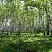 Zhary forest park (the southern part of Kuzminsky forest park)