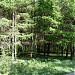 Участок лиственничного леса в городе Москва