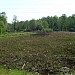 Болото на левом берегу реки Чурилихи в городе Москва