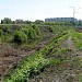 Болото в городе Москва