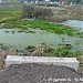 Пересохшее болото в городе Долгопрудный