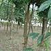 Bosque do 15º B.P.M.  na Rolândia city