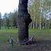 Черешчатый дуб в городе Москва