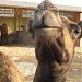 National Research Centre on Camel, Bikaner in Bikaner city
