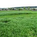 На этом месте находились теплицы или оранжереи неизвестной принадлежности в городе Березники
