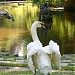 Swans pond in Lviv city