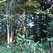 Reserva Particular de Floresta na Rolândia city