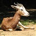 Parque de Rescate de la Fauna Sahariana en la ciudad de Almeria