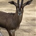 Parque de Rescate de la Fauna Sahariana en la ciudad de Almeria