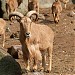 Parque de Rescate de la Fauna Sahariana en la ciudad de Almeria