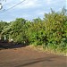 Bosque da Vidrolandia na Rolândia city