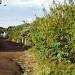 Bosque da Vidrolandia na Rolândia city