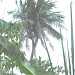 the 9-branched coconut tree of Escalante City! in Escalante City city