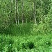 Переходное болото в городе Москва